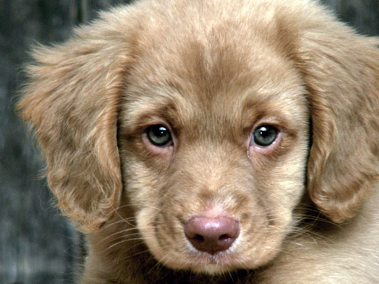 puppy